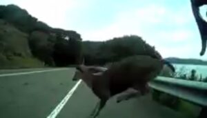 California cyclist surprised by deer (Silas Patlove YouTube still)