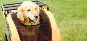Dog on tour