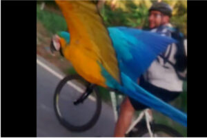 Parrot-flies-with-cyclist