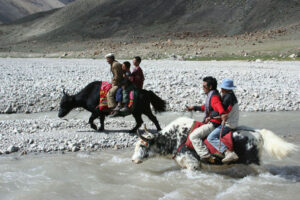 Yak racing (public domain)