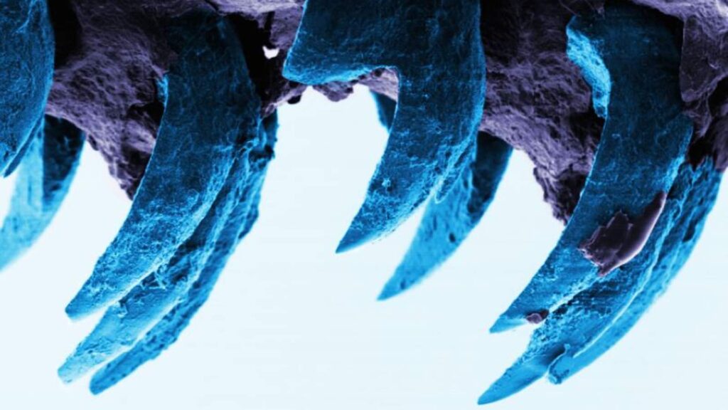 limpets teeth