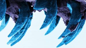 limpets teeth