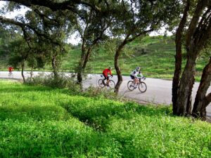 AlgarveVelo - Line Of Trees
