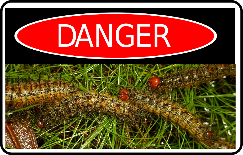 Danger_caterpillars_(CC_Andreas_Kay-Flickr).png