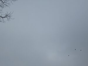 GreyTreeBirds