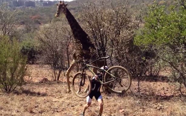 Giraffe chasing bike rider in 2013 YouTube still