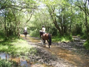 New Forest horse riders (Flickr Creative Commons – Wight Badger)