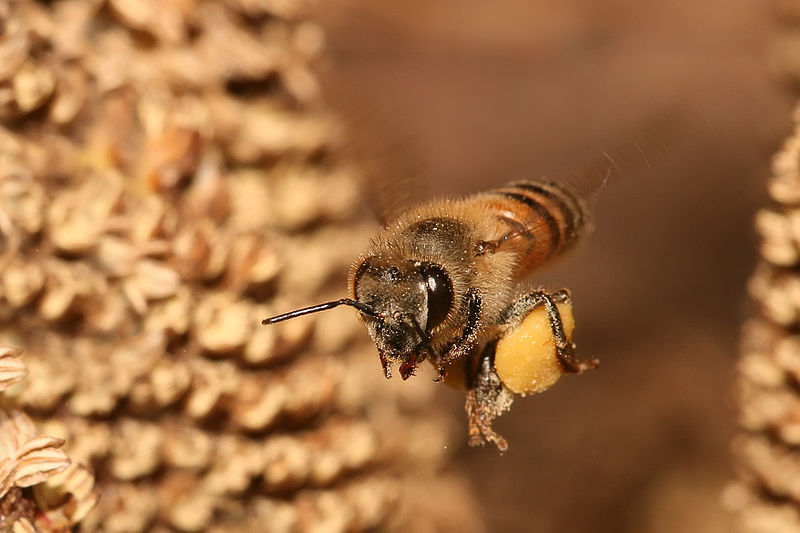 Honey bee (licensed GFDL 1.2 by Muhammad Mahdi Karim)