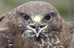 Buzzard Image by Flickr user leppre