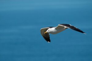 Lesser black-backed gull (CC licensed by James West via Flickr)