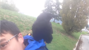 Crow attack.png