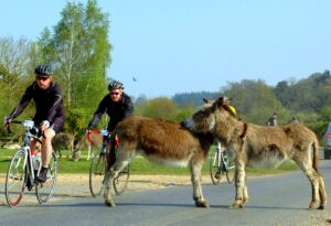 Sportive riders and donkeys in the New Forest (CC BY-NC-SA 2.0 licenced by iNew Forest:Flickr)