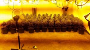 Chelmsford cannabis factory (picture Inspector Lee Devall via Twitter).JPG