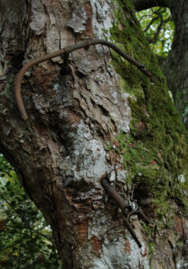 Trossachs Tree (c) Trust in the Park.jpg