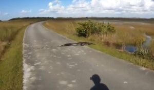Cyclist mistakes alligator for a log YouTube still.JPG
