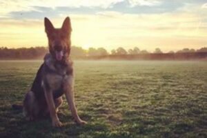 Police Dog Layla (picture by Norfolk Police on Instagram).JPG