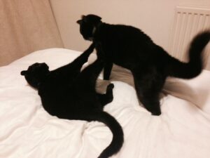 Cats fighting (copyright Simon MacMichael).jpg