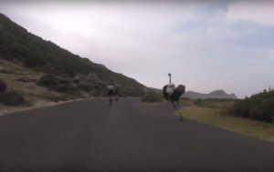Cyclists chased by ostrich