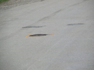 Essex Potholes 4