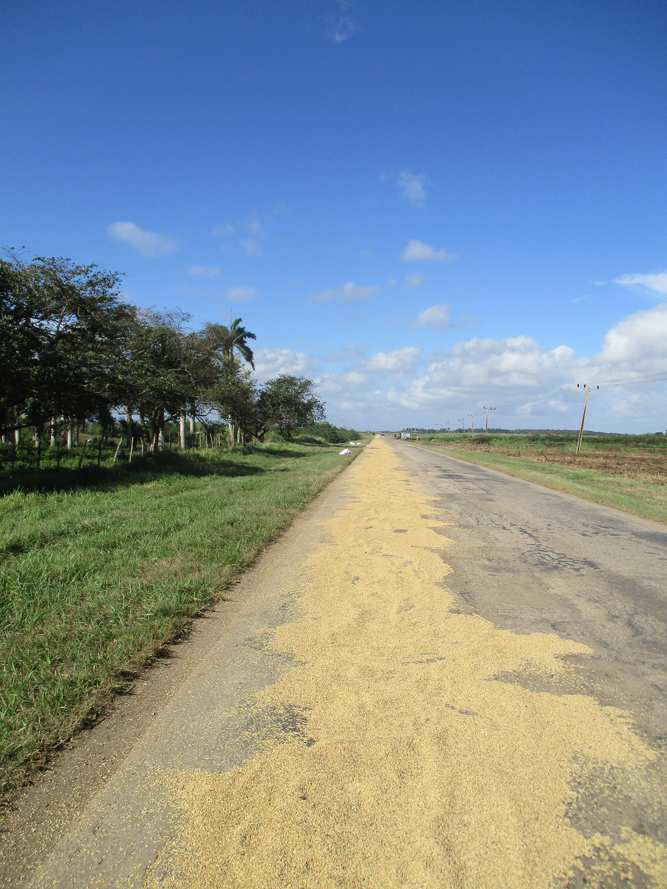 Rice drying on the road