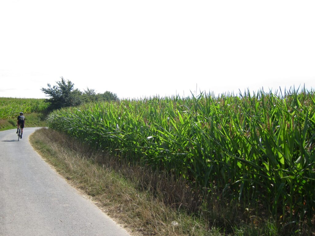 FlandersSummer &ndash; Green.jpg