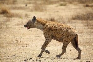 Hyena (licensed on Flickr under CC BY 2.0 by Steve 920).jpg