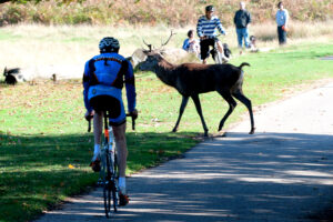 A good reason not to go full gas in Richmond Park (CC BY-NC 2.0 aglet:Flickr)