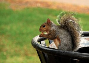 Chicago squirrel (CC licensed by chispita_666 via Flickr).jpg