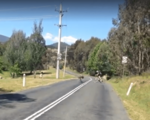 Emu chase