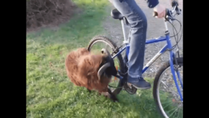 Ram charges cyclist