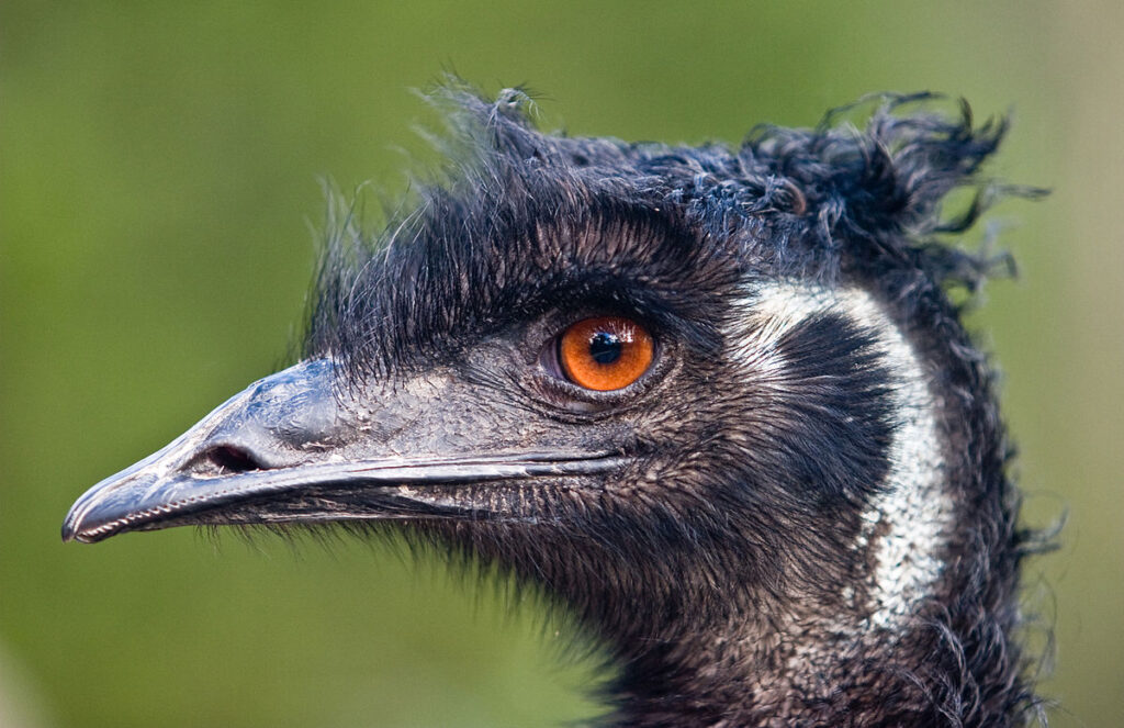 Emu – Photo by DAVID ILIFF. License CC-BY-SA 3.0.jpg