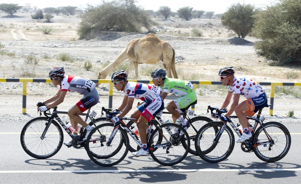 2013 Tour of Oman Stage 3 break passing camel (© Lloyd Images:Muscat Muncipality)