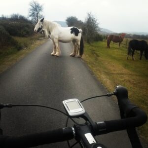 Philip Lawrence – Horse in the road (image via Instagram)