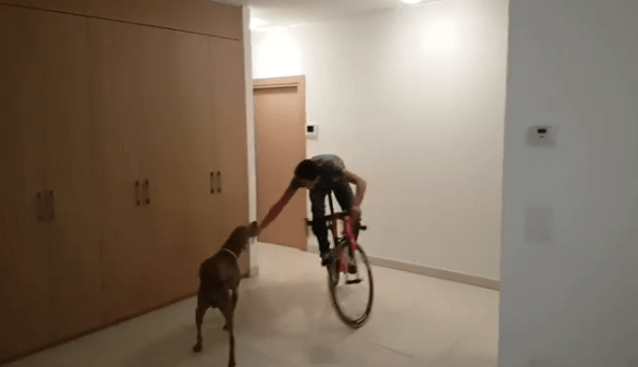 Alberto Contador and dog (source – Alberto Contador on Instagram).PNG