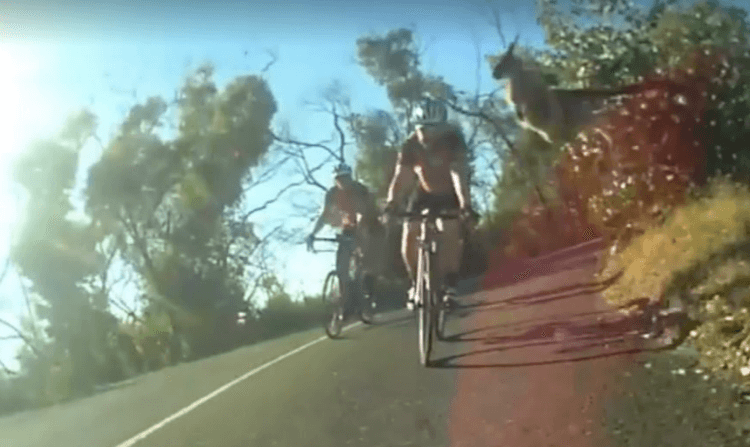 Flying kangaroo (Peter Roberts Facebook video still).PNG