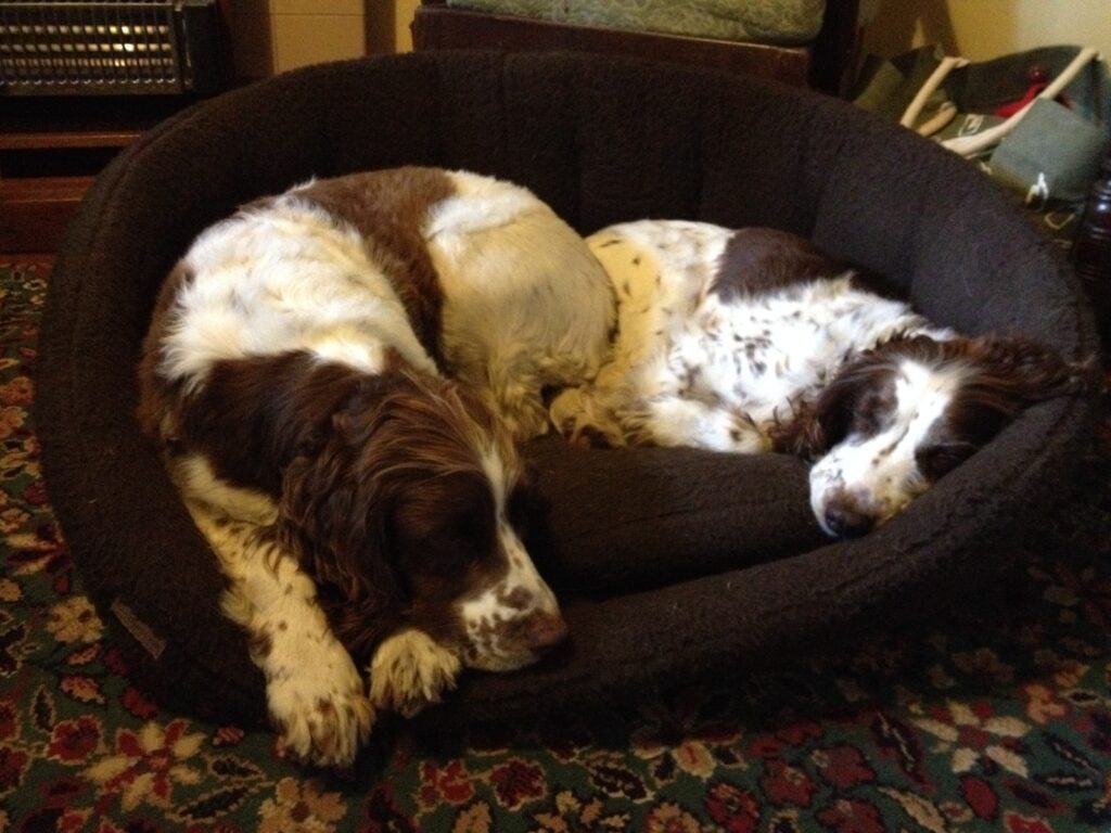 Rosie and Izzy.JPG