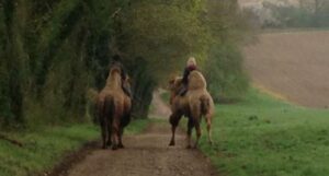 Lady Chichester&rsquo;s camel (picture via Andy Jones on Facebook).JPG
