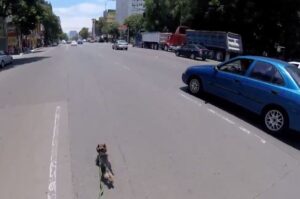 Cyclist chases dog in Mexico City traffic.JPG