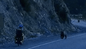 Cyclist and grizzly bear.png