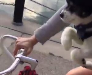 Pedalling pup (via Tanya Reid on Facebook).JPG