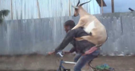 Goat backie YouTube still