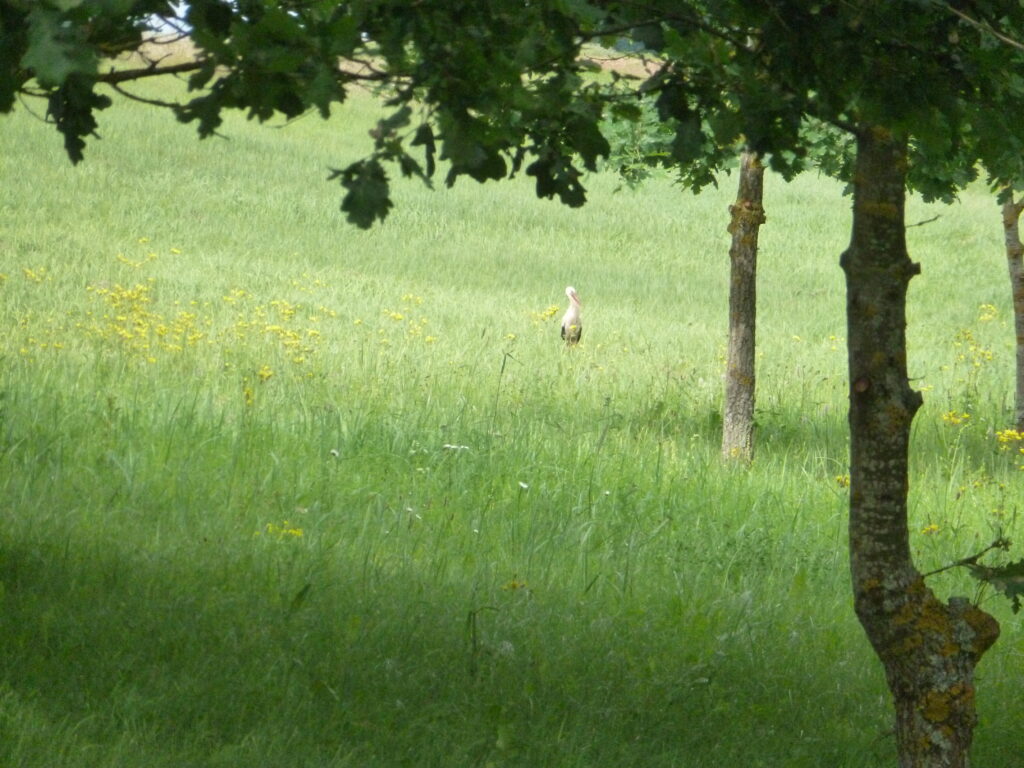 Baltics – stork.JPG