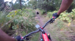 Bear on trail video still (via pfffhuckit on Reddit).png