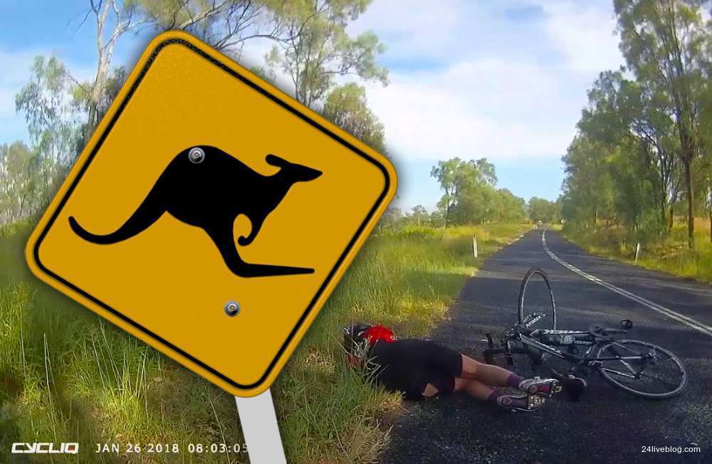 Kangaroo takes out cyclist.jpg