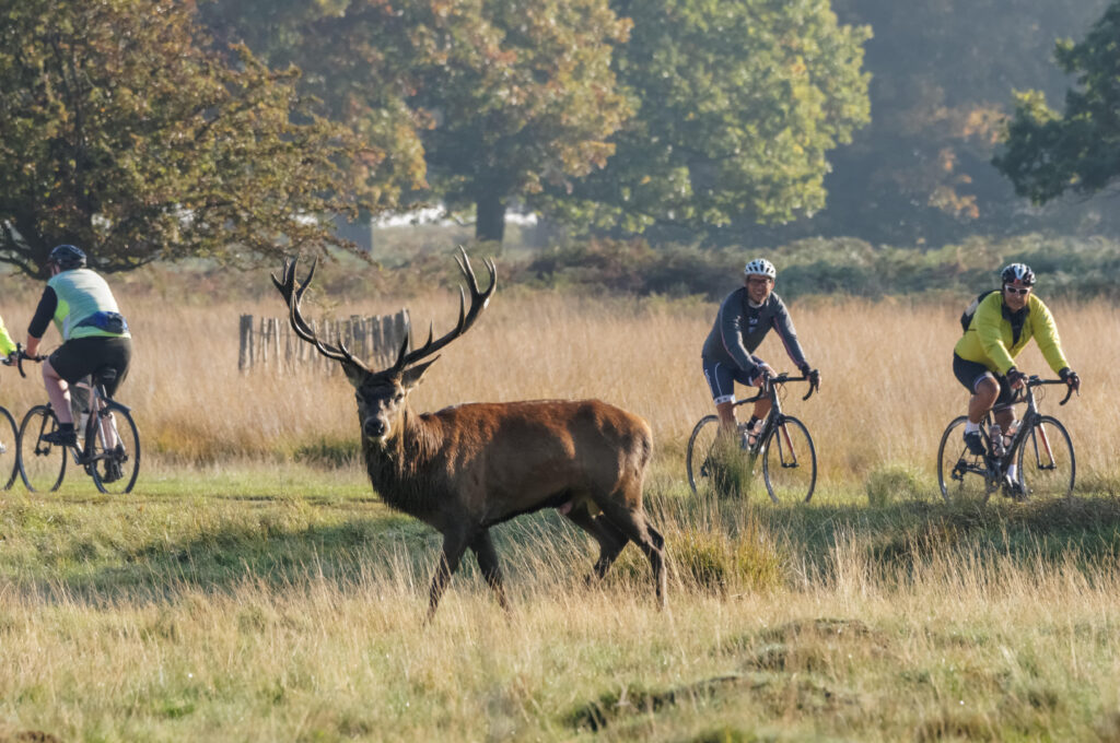 RichmondPark.jpg