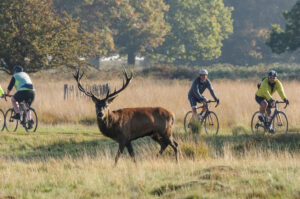 RichmondPark.jpg