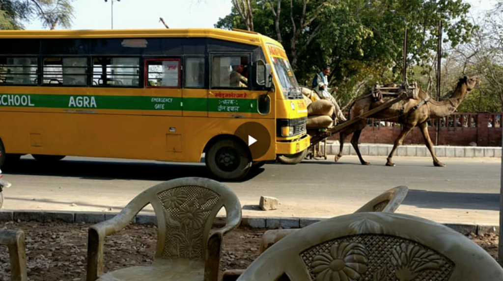 camel.png