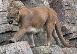 cougar_licensed_cc_by_2.0_on_flickr_by_tony_hisgett.jpg