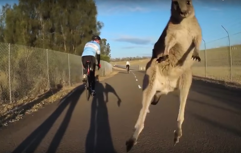 Kangaroo