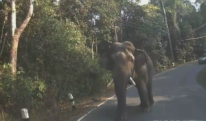 Yoyo the elephant (via Facebook).PNG
